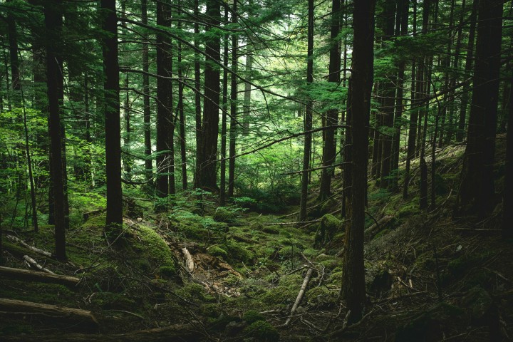 BON Notificación de aprovechamiento forestal del polígono 3, en zona Yesera